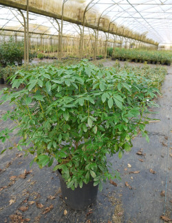 CHOISYA ternata En pot de 15-20 litres buisson hauteur 100-125 cm