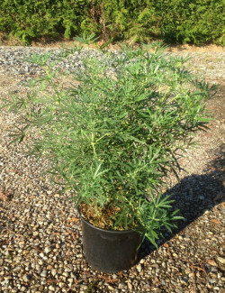 CHOISYA AZTEC PEARL En pot de 5-7 litres buisson hauteur 040-060 cm