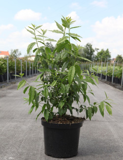 CHIMONANTHUS praecox En pot de 10-12 litres buisson hauteur 060-080 cm