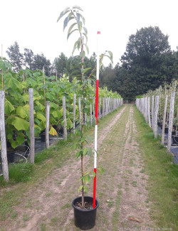 CHÂTAIGNIER En pot de 15-20 litres forme tige hauteur du tronc 110-130 cm