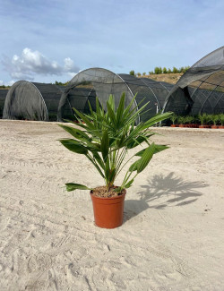 CHAMAEROPS humilis En pot de 7-10 litres