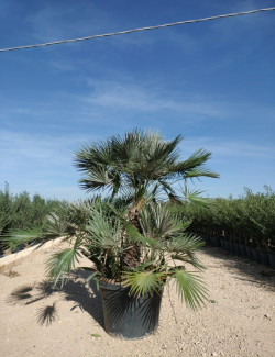 CHAMAEROPS humilis En pot de 130-150 litres forme cépée