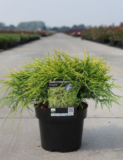 CHAMAECYPARIS pisifera SUNGOLD En pot de 4-5 litres hauteur 030-035 cm