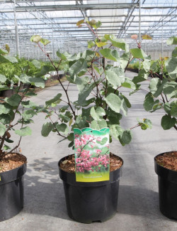 CERCIS siliquastrum En pot de 4-5 litres buisson hauteur 040-060 cm
