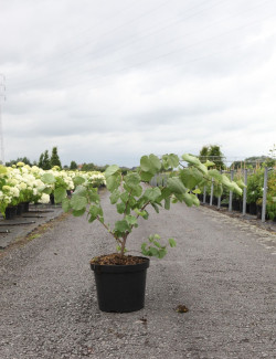 CERCIS siliquastrum En pot de 10-12 litres buisson hauteur 060-080 cm