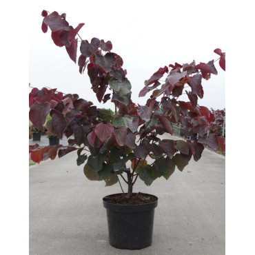 CERCIS canadensis FOREST PANSY En pot de 10-12 litres