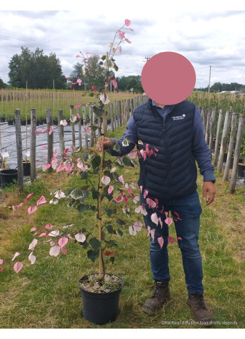 CERCIS canadensis CAROLINA SWEETHEART En pot de 15-20 litres forme baliveau