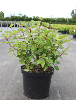 CEPHALANTHUS occidentalis En pot de 10-12 litres buisson hauteur 040-060 cm