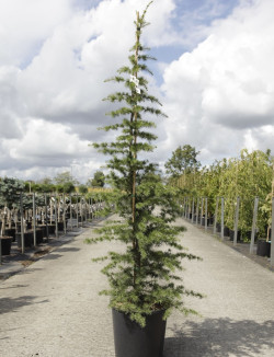 CEDRUS libani En pot de 15-20 litres hauteur 125-150 cm