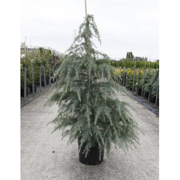 CEDRUS deodara En pot de 15-20 litres