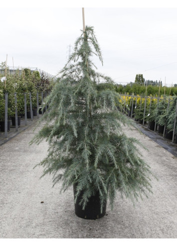 CEDRUS deodara En pot de 15-20 litres