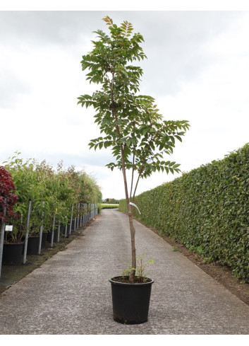 CEDRELA sinensis FLAMINGO En pot de 25-30 litres