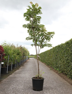 CEDRELA sinensis FLAMINGO En pot de 25-30 litres