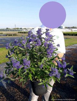CARYOPTERIS clandonensis HEAVENLY BLUE En pot de 4-5 litres