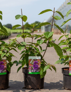 CALLICARPA bodinieri IMPERIAL PEARL En pot de 4-5 litres buisson hauteur 040-060 cm