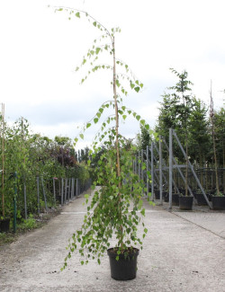 BETULA verrucosa YOUNGII En pot de 15-20 litres baliveau hauteur 150-200 cm