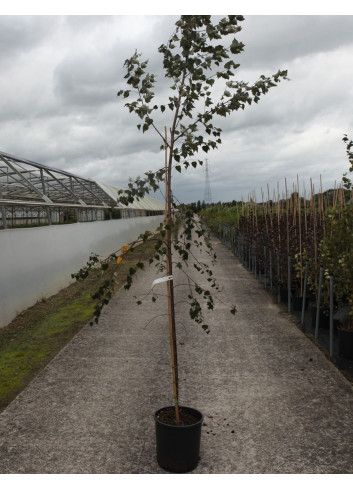 BETULA verrucosa PURPUREA En pot de 15-20 litres forme baliveau