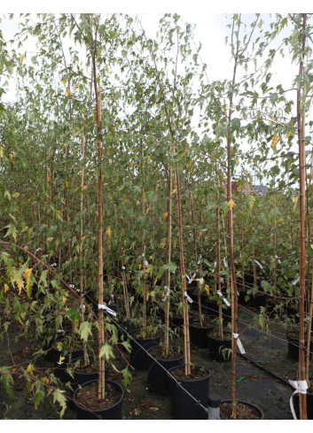 BETULA verrucosa DALECARLICA En pot de 15-20 litres forme baliveau