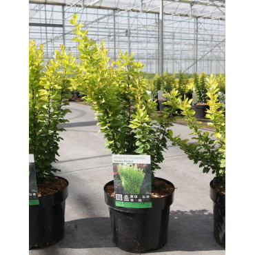 BERBERIS thunbergii GOLDEN ROCKET En pot de 3-4 litres