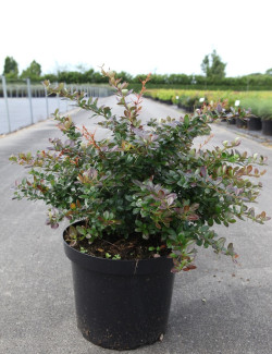 BERBERIS media RED JEWEL En pot de 10-12 litres buisson hauteur 040-060 cm