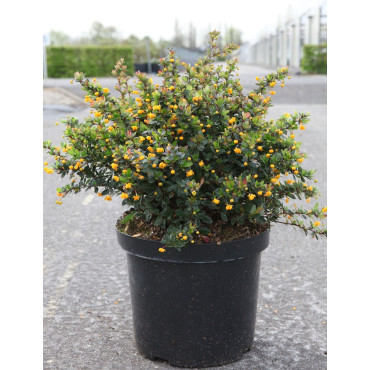 BERBERIS buxifolia NANA En pot de 10-12 litres buisson hauteur 040-050 cm