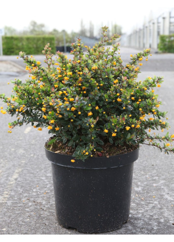 BERBERIS buxifolia NANA En pot de 10-12 litres buisson hauteur 040-050 cm