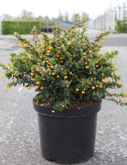 BERBERIS buxifolia NANA En pot de 10-12 litres buisson hauteur 040-050 cm