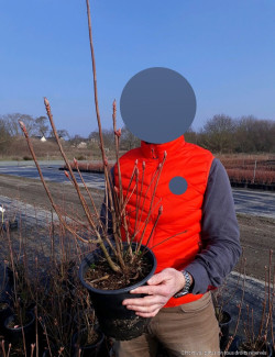 En pot de 4-5 litres buisson hauteur 030-040 cm