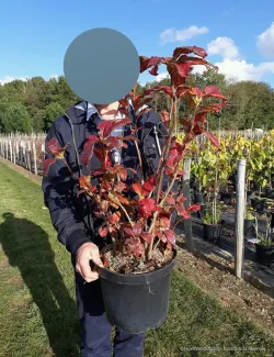 AZALEA mollis En pot de 7-10 litres buisson hauteur 050-060 cm