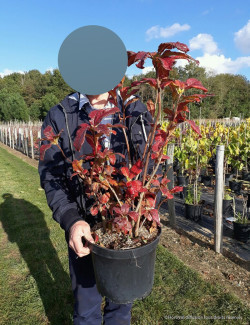 AZALEA mollis En pot de 7-10 litres buisson hauteur 050-060 cm