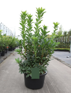 AZALEA mollis En pot de 15-20 litres buisson hauteur 080-100 cm