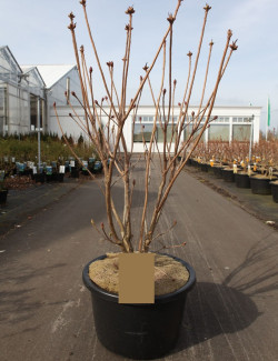 AZALEA mollis En pot de 15-20 litres buisson hauteur 080-100 cm