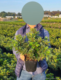 AZALEA japonica En pot de 2-3 litres buisson