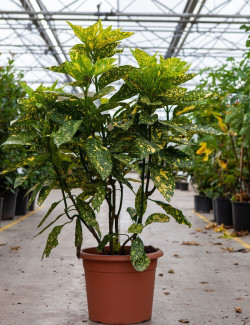 AUCUBA japonica CROTONIFOLIA En pot de 15-20 litres buisson hauteur 060-080 cm