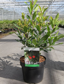 ARBUTUS unedo RUBRA En pot de 4-5 litres buisson hauteur 030-040 cm