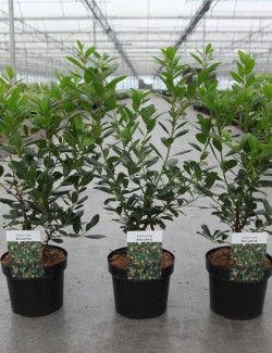 ARBUTUS unedo ATLANTIC En pot de 4-5 litres buisson hauteur 030-040 cm