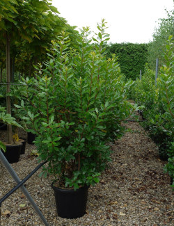 ARBUTUS unedo En pot de 35-50 litres buisson hauteur 150-175 cm