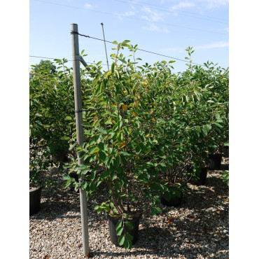 AMELANCHIER LAMARCKII En pot de 25-30 litres