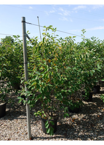 AMELANCHIER LAMARCKII En pot de 25-30 litres