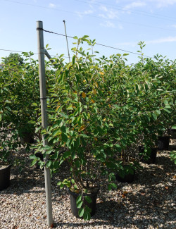amelanchier-de-lamarck-amelanchier-lamarckii-9.jpg