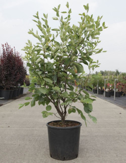 amelanchier-de-lamarck-amelanchier-lamarckii-8.jpg