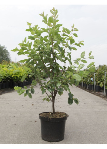 AMELANCHIER LAMARCKII En pot de 10-12 litres