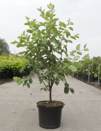 AMELANCHIER LAMARCKII En pot de 10-12 litres buisson hauteur 080-100 cm