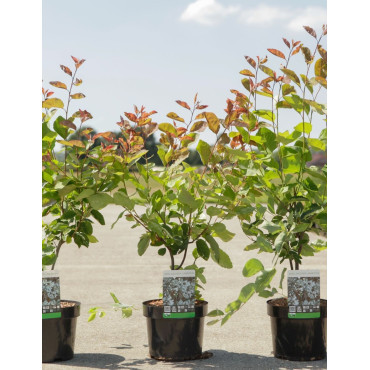 AMELANCHIER LAMARCKII En pot de 3-4 litres