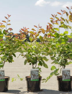 AMELANCHIER LAMARCKII En pot de 3-4 litres buisson hauteur 040-060 cm