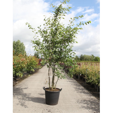 AMELANCHIER LAMARCKII En pot de 35-50 litres