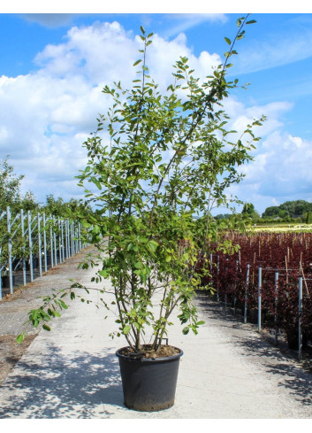 AMELANCHIER LAMARCKII En pot de 70-90 litres