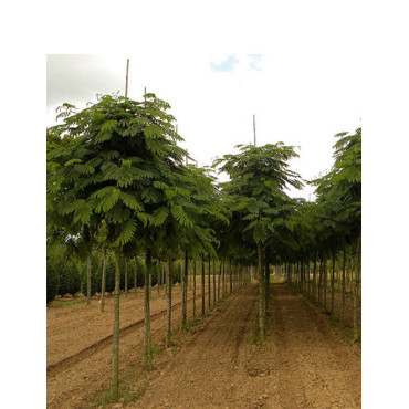 ALBIZIA julibrissin OMBRELLA