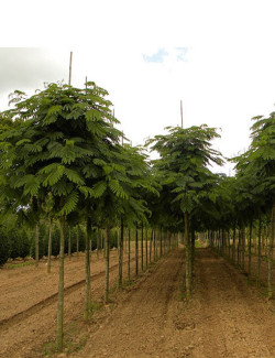 ALBIZIA julibrissin OMBRELLA