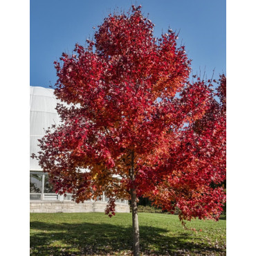 ACER rubrum REDPOINTE